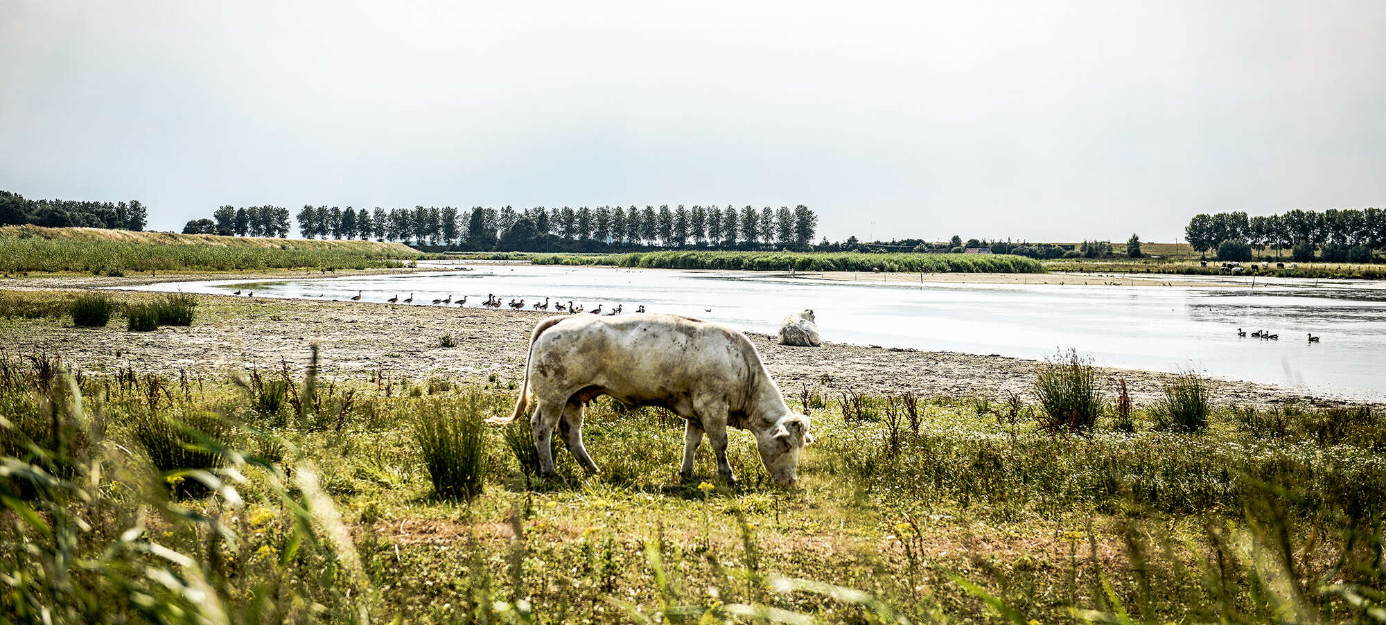 Kruibeke Polders Sandra Koning Toerisme Oost Vlaanderen