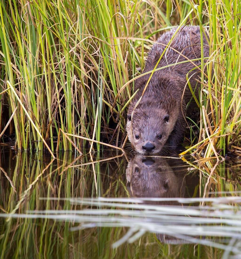 Otter bijzondere soort keert terug naar de Scheldevallei Pixabay bijgesneden